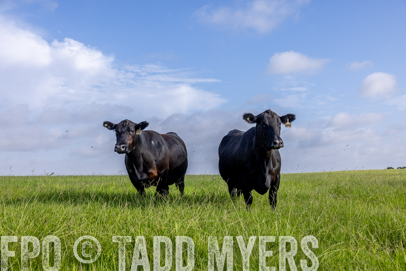 TMyers_44Farms_CameronTX_July2022--524969