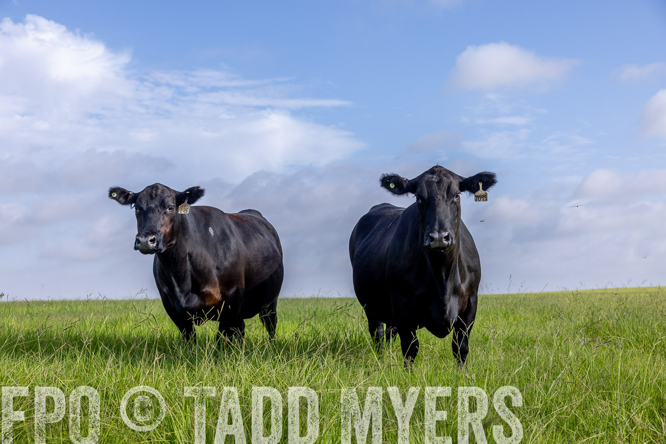 TMyers_44Farms_CameronTX_July2022--524971