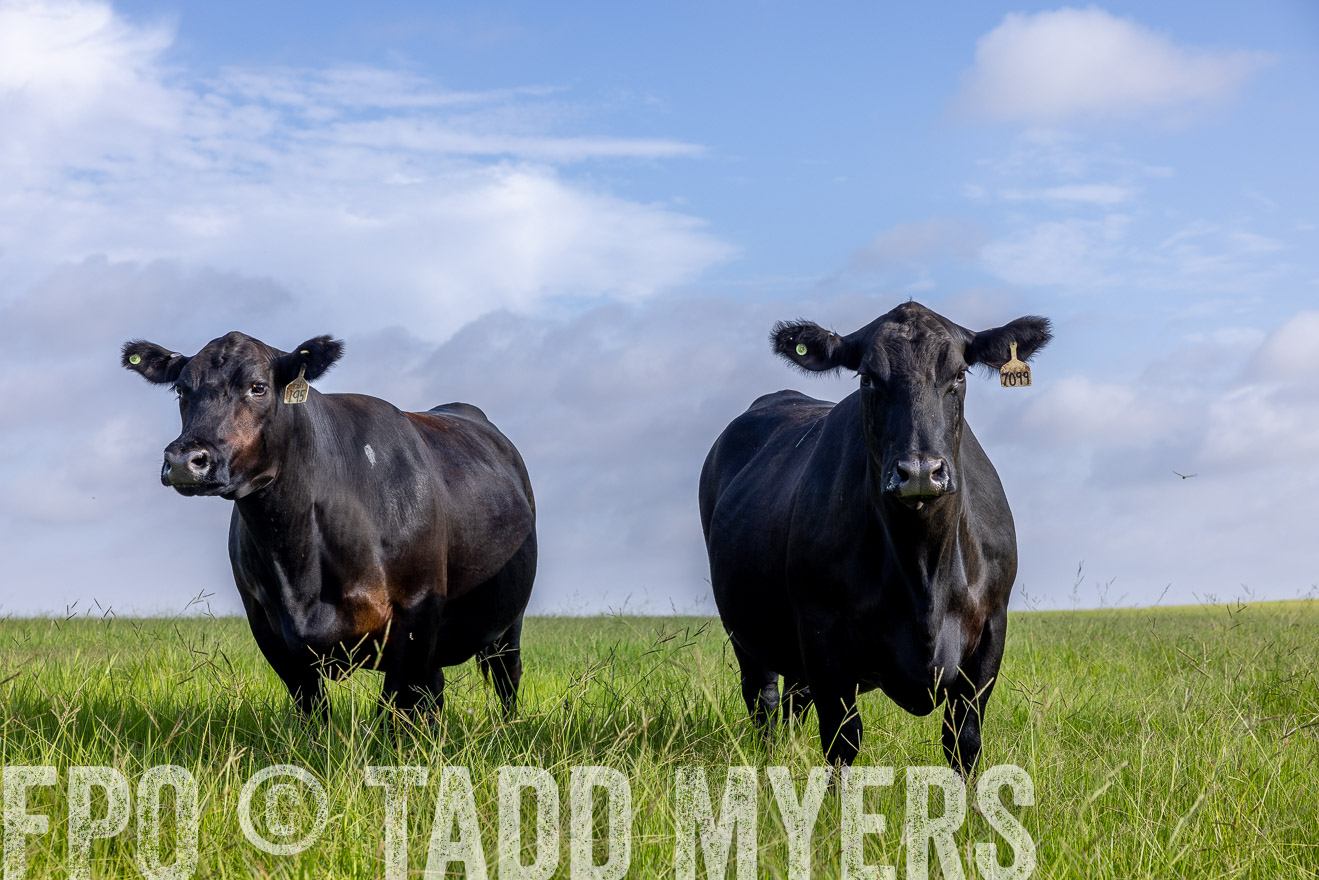 TMyers_44Farms_CameronTX_July2022--524976