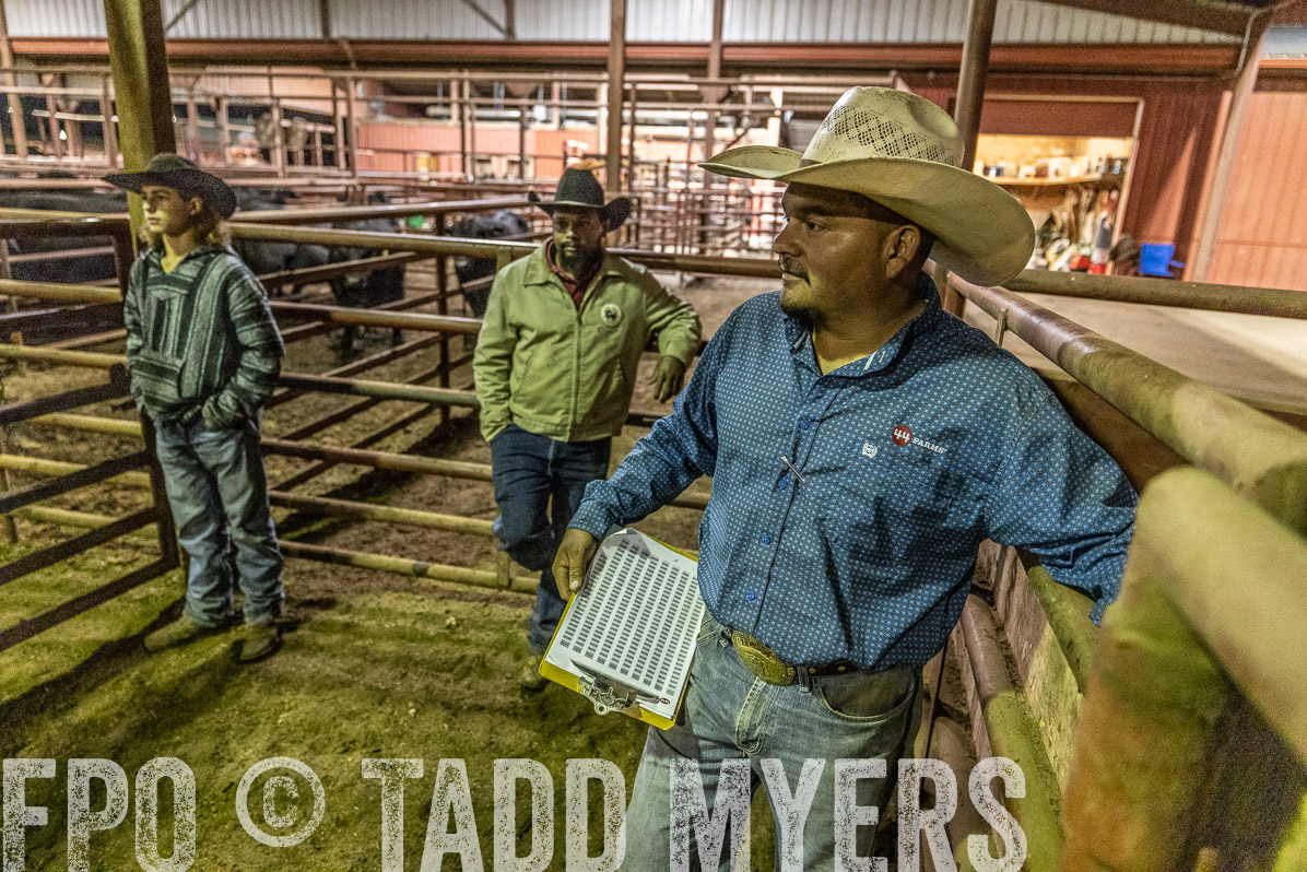 TMyers_FallBullSale_Cameron_Oct2022--521985