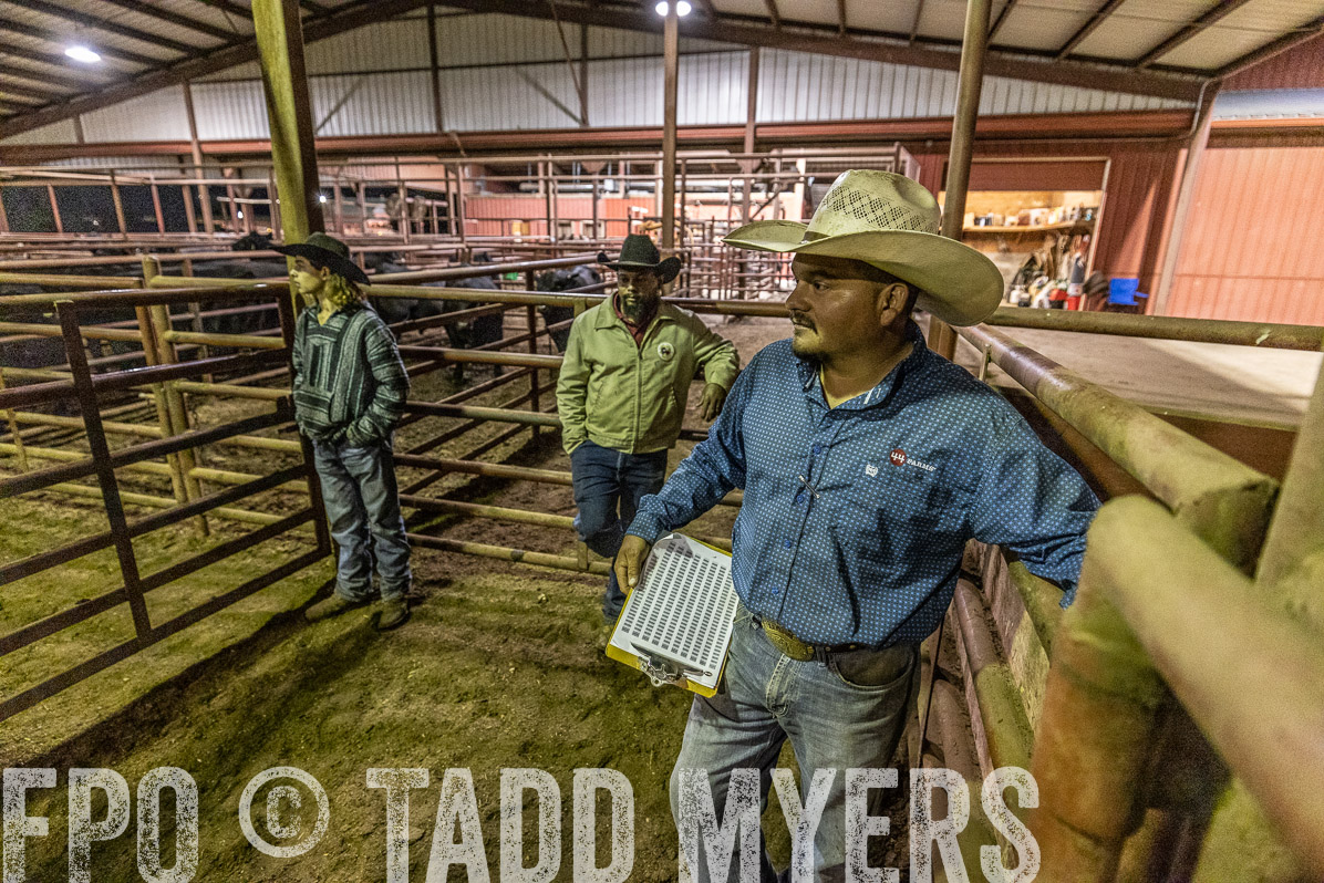 TMyers_FallBullSale_Cameron_Oct2022--521988