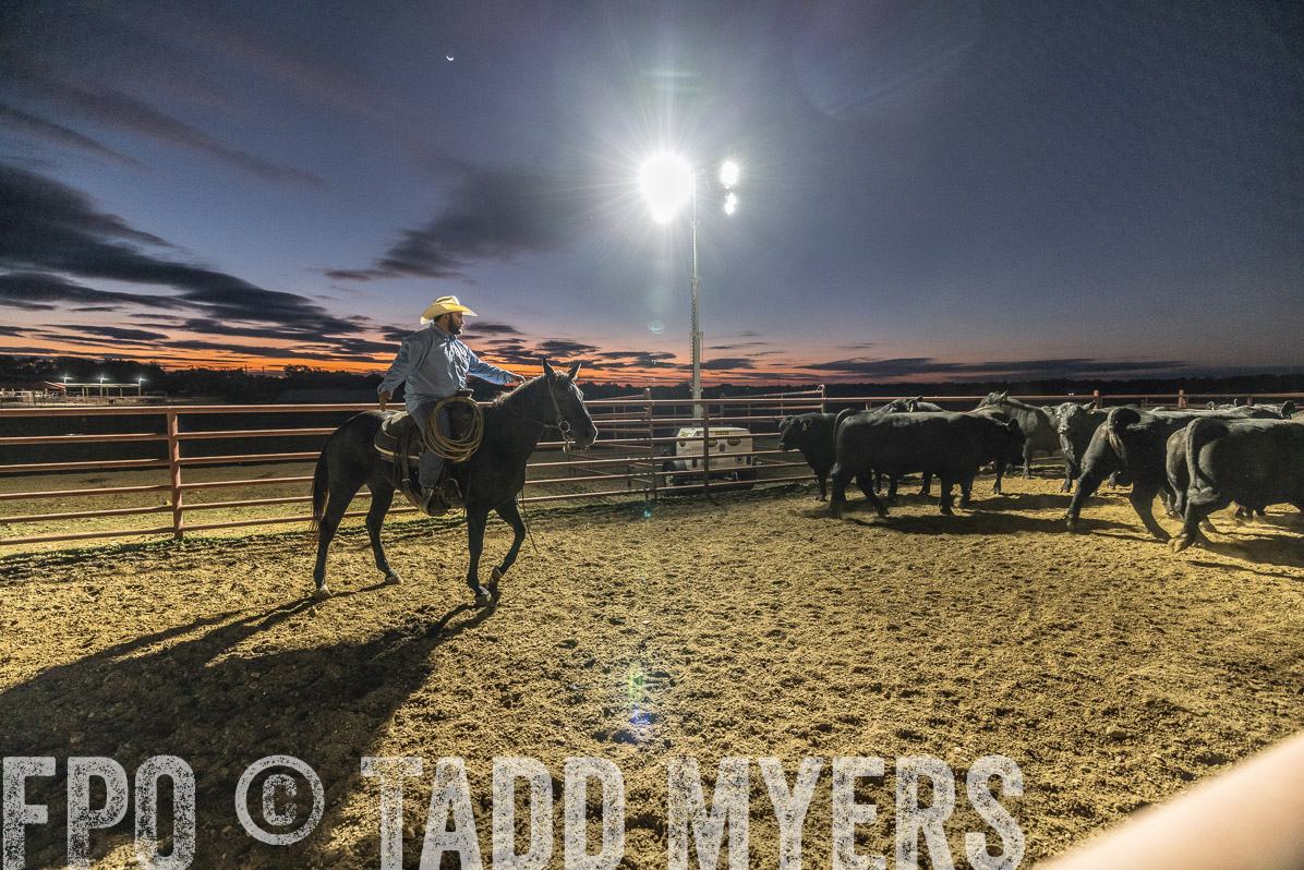 TMyers_FallBullSale_Cameron_Oct2022--522043
