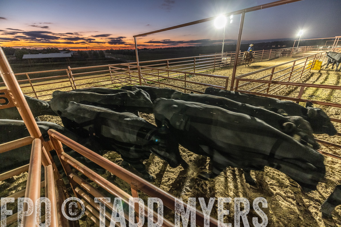 TMyers_FallBullSale_Cameron_Oct2022--522065