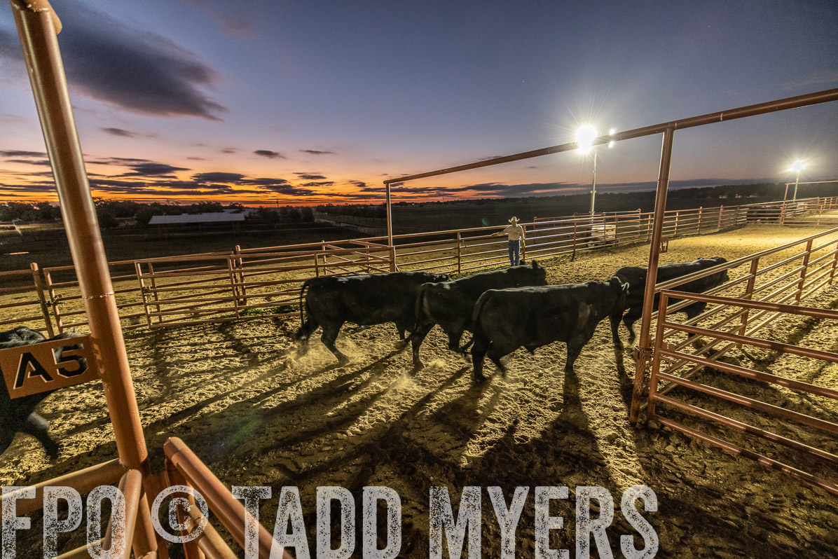 TMyers_FallBullSale_Cameron_Oct2022--522094