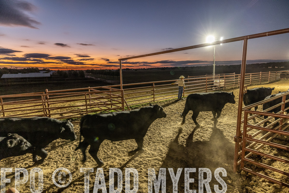 TMyers_FallBullSale_Cameron_Oct2022--522097