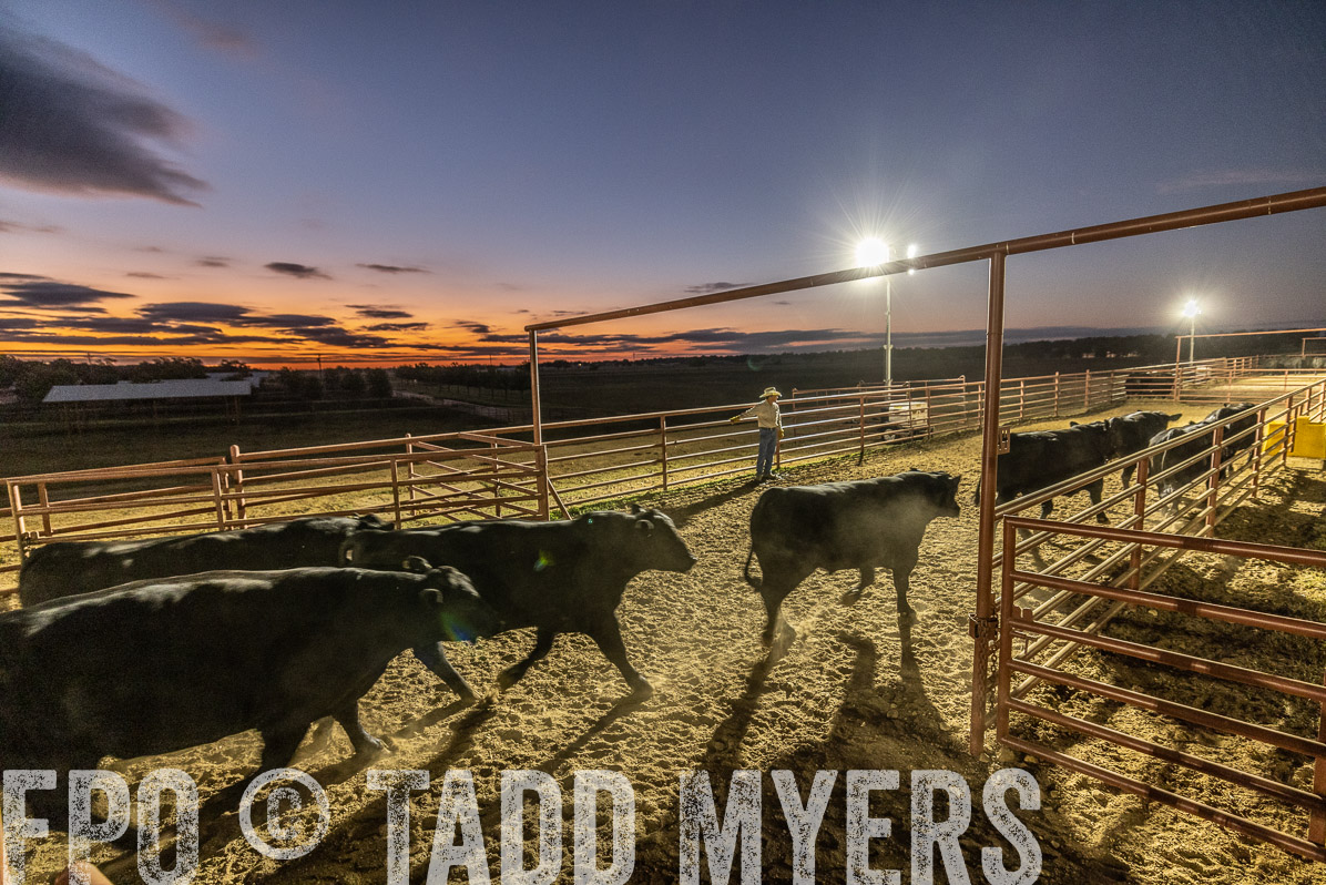 TMyers_FallBullSale_Cameron_Oct2022--522098