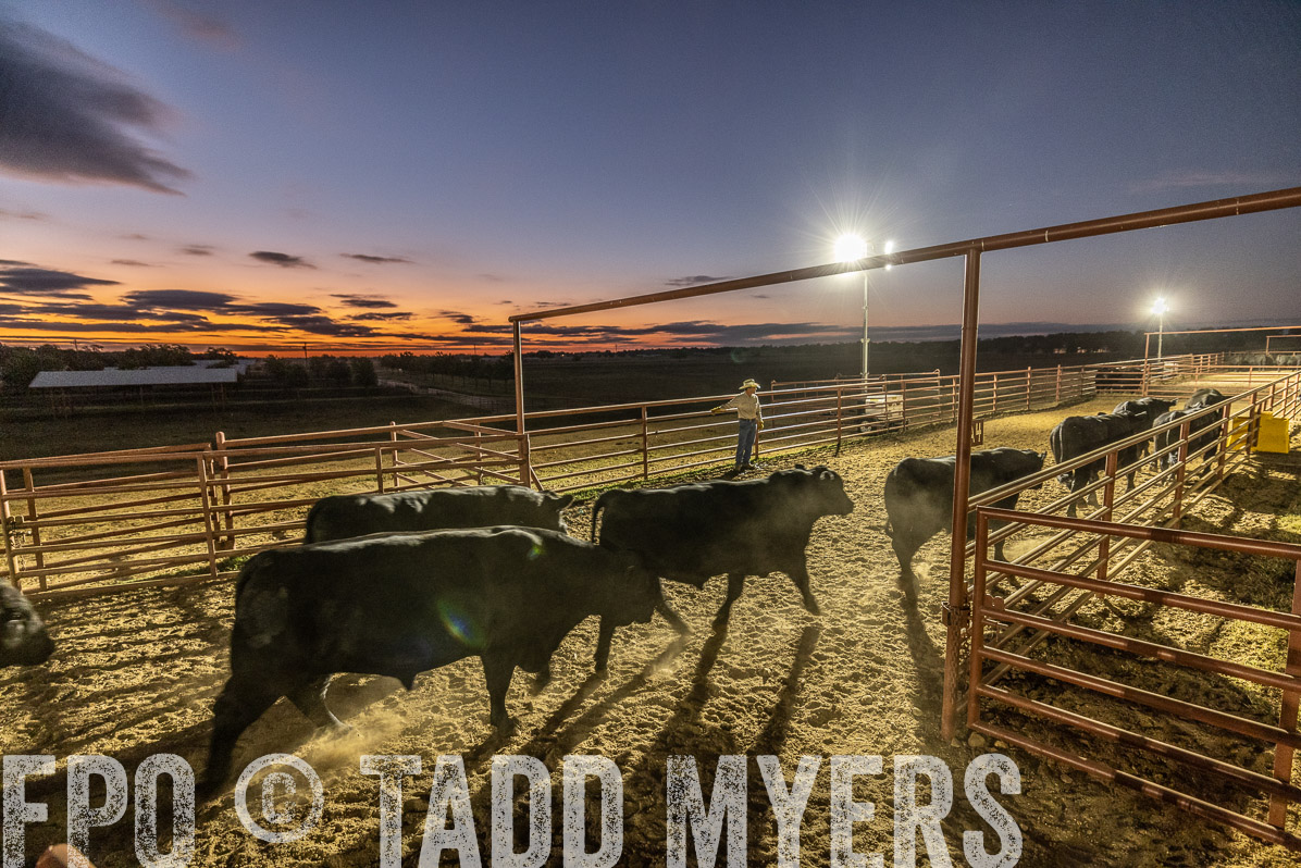 TMyers_FallBullSale_Cameron_Oct2022--522100