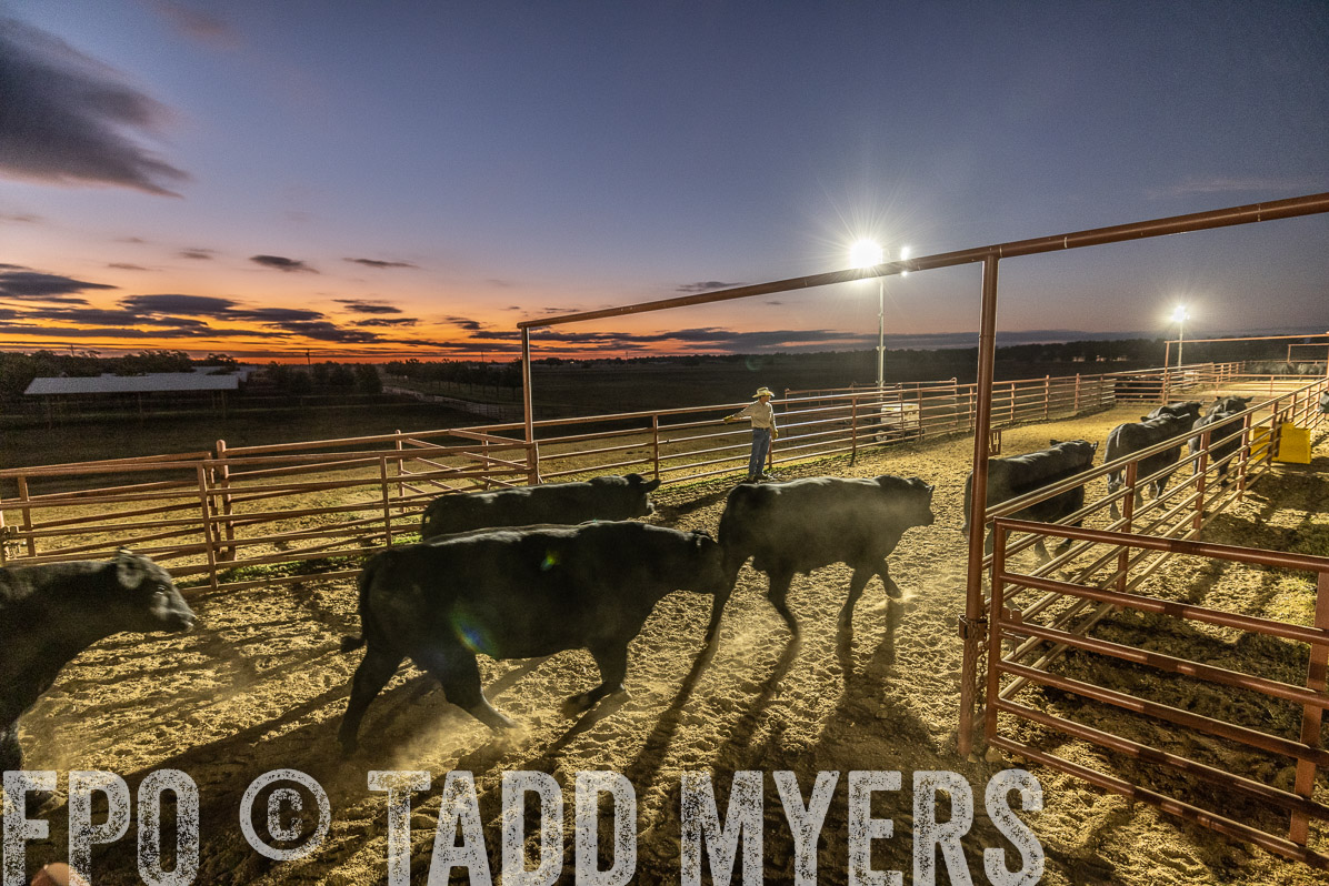 TMyers_FallBullSale_Cameron_Oct2022--522101