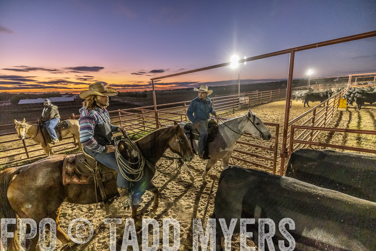 TMyers_FallBullSale_Cameron_Oct2022--522176