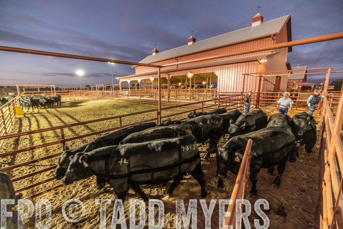TMyers_FallBullSale_Cameron_Oct2022--522224