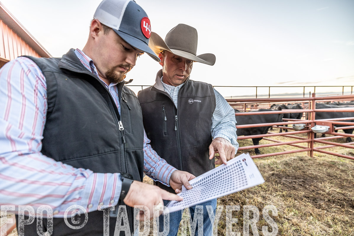 TMyers_FallBullSale_Cameron_Oct2022--522345