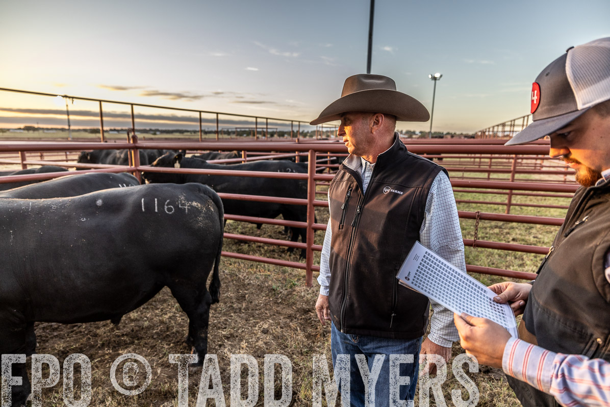 TMyers_FallBullSale_Cameron_Oct2022--522372