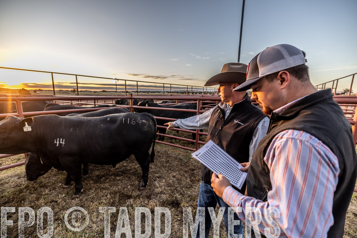 TMyers_FallBullSale_Cameron_Oct2022--522374