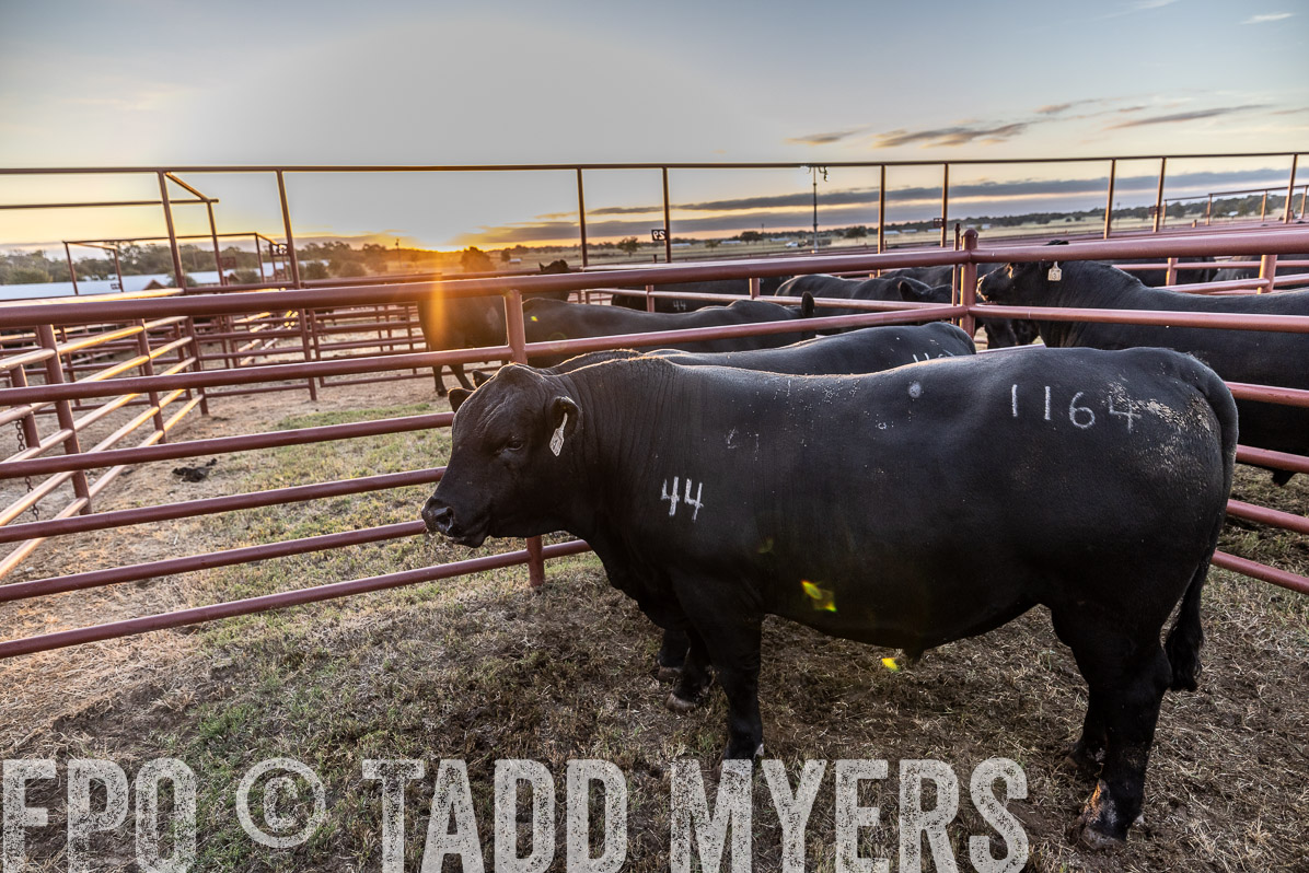 TMyers_FallBullSale_Cameron_Oct2022--522390