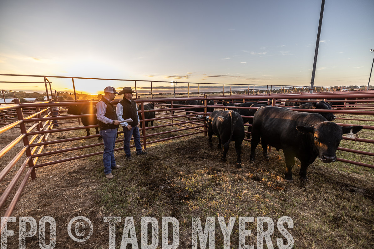 TMyers_FallBullSale_Cameron_Oct2022--522419