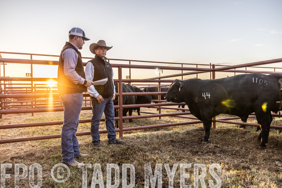 TMyers_FallBullSale_Cameron_Oct2022--522428