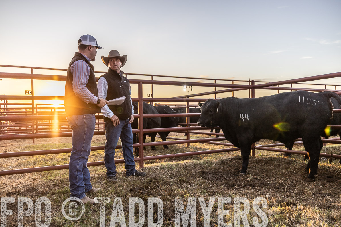 TMyers_FallBullSale_Cameron_Oct2022--522430