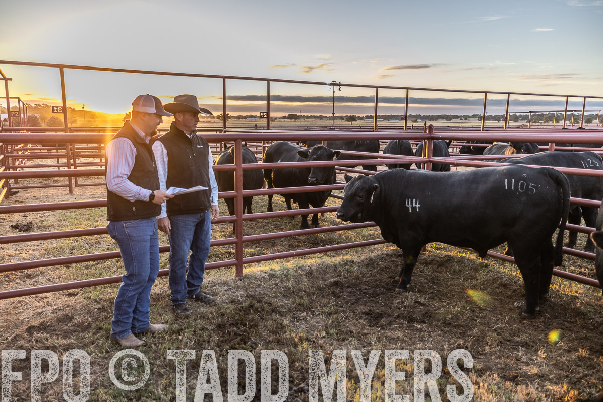 TMyers_FallBullSale_Cameron_Oct2022--522442