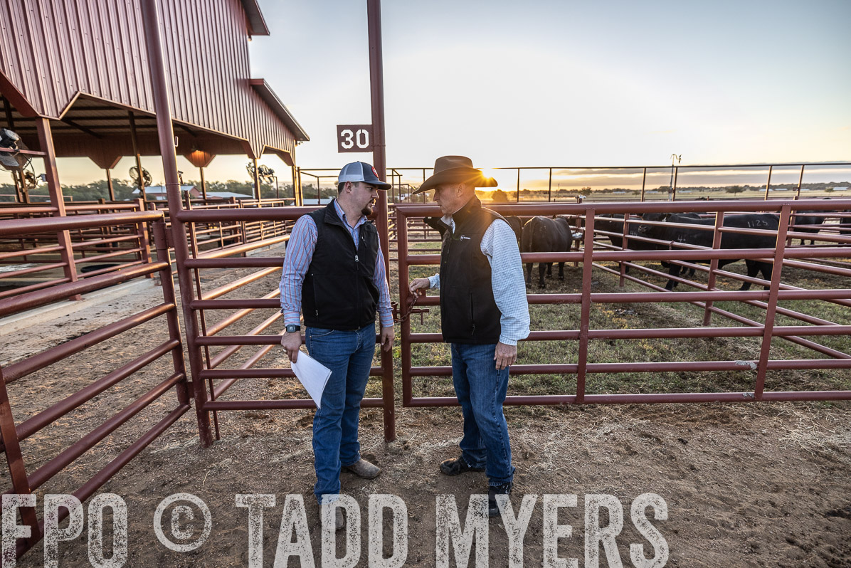 TMyers_FallBullSale_Cameron_Oct2022--522463