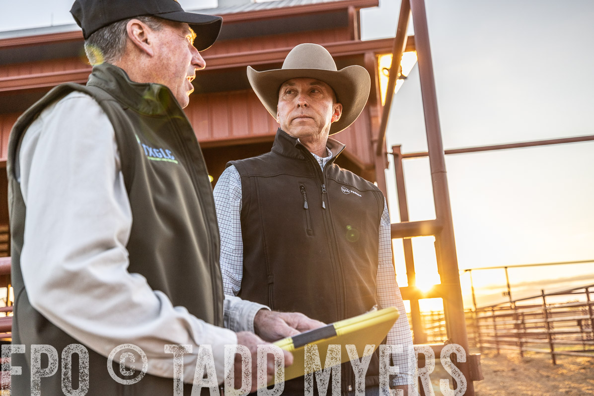 TMyers_FallBullSale_Cameron_Oct2022--522516