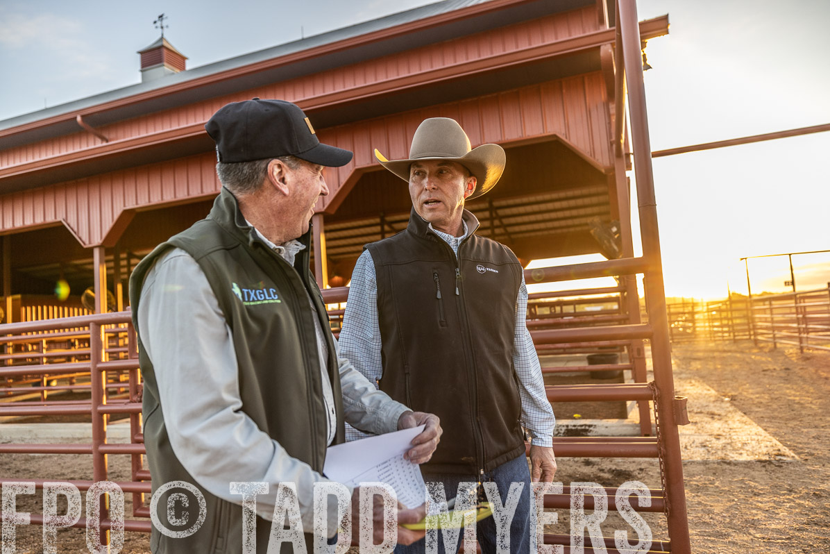 TMyers_FallBullSale_Cameron_Oct2022--522531