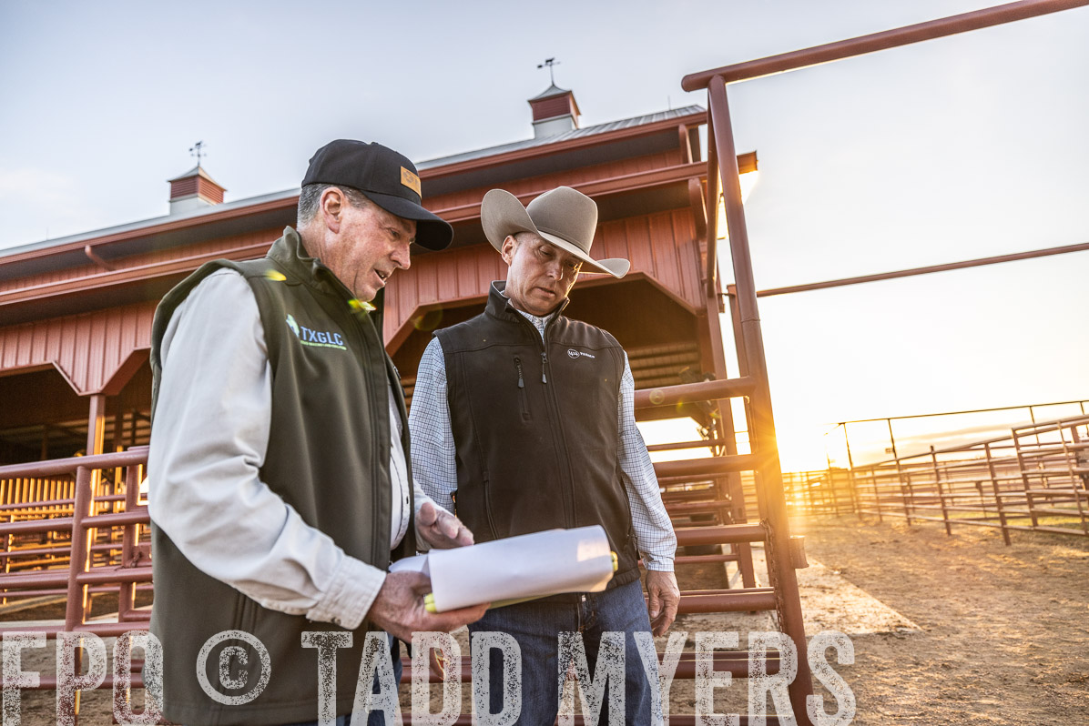 TMyers_FallBullSale_Cameron_Oct2022--522543