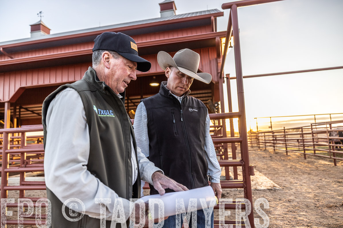 TMyers_FallBullSale_Cameron_Oct2022--522551