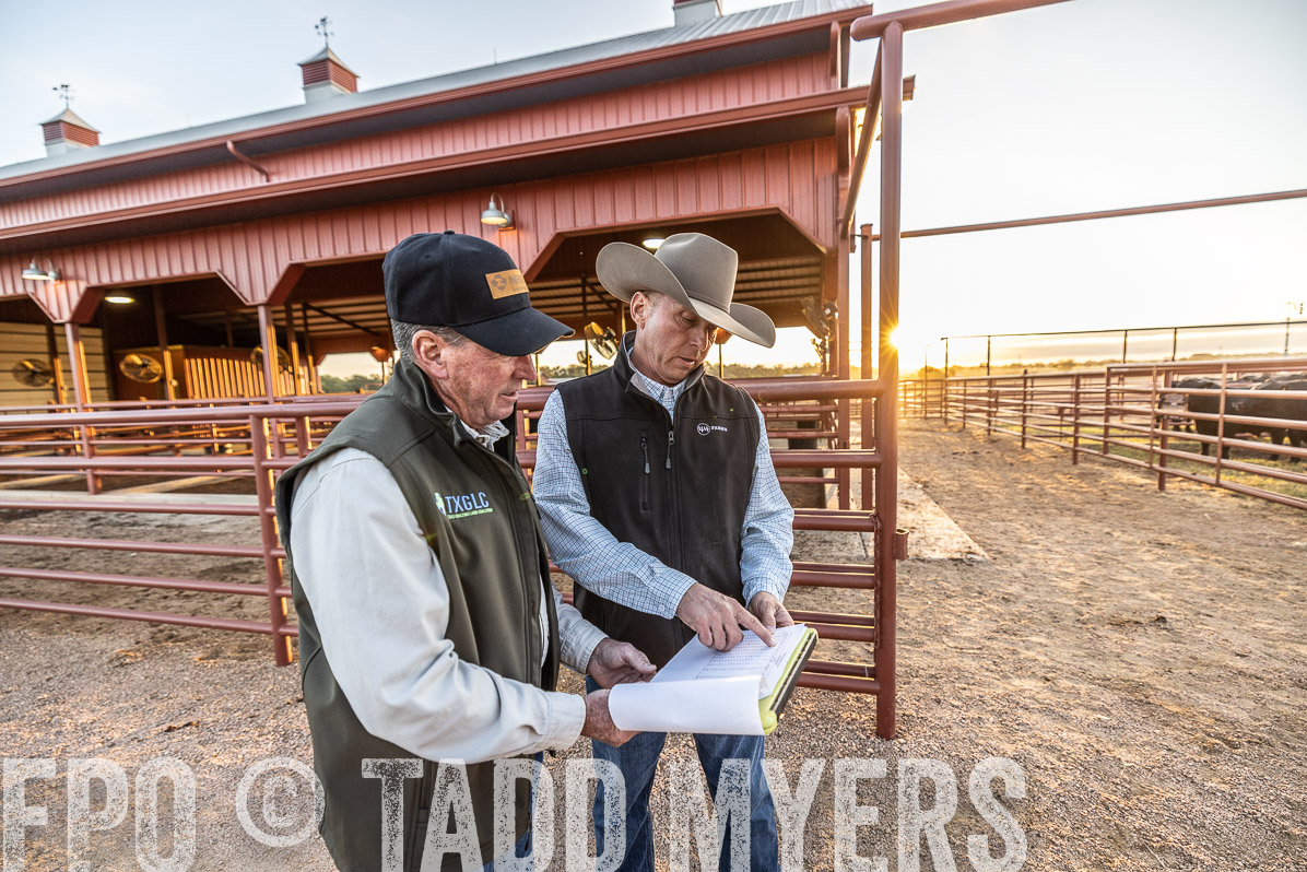 TMyers_FallBullSale_Cameron_Oct2022--522560