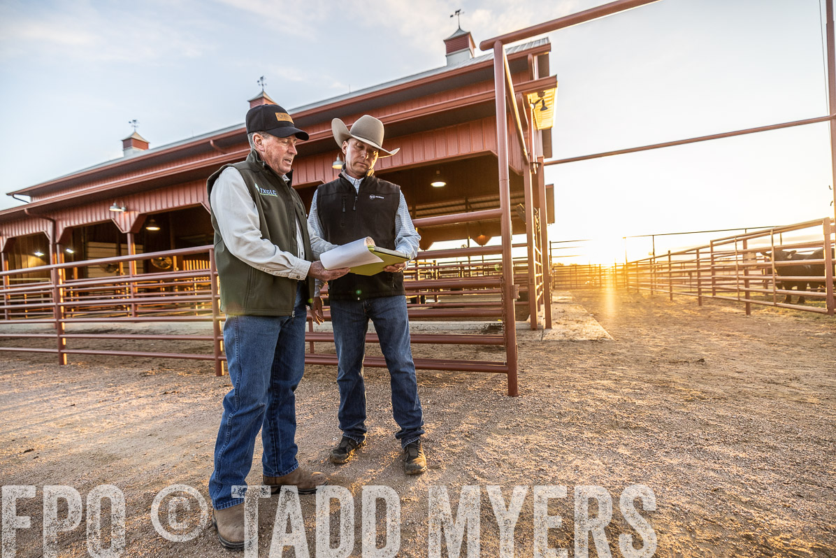 TMyers_FallBullSale_Cameron_Oct2022--522573