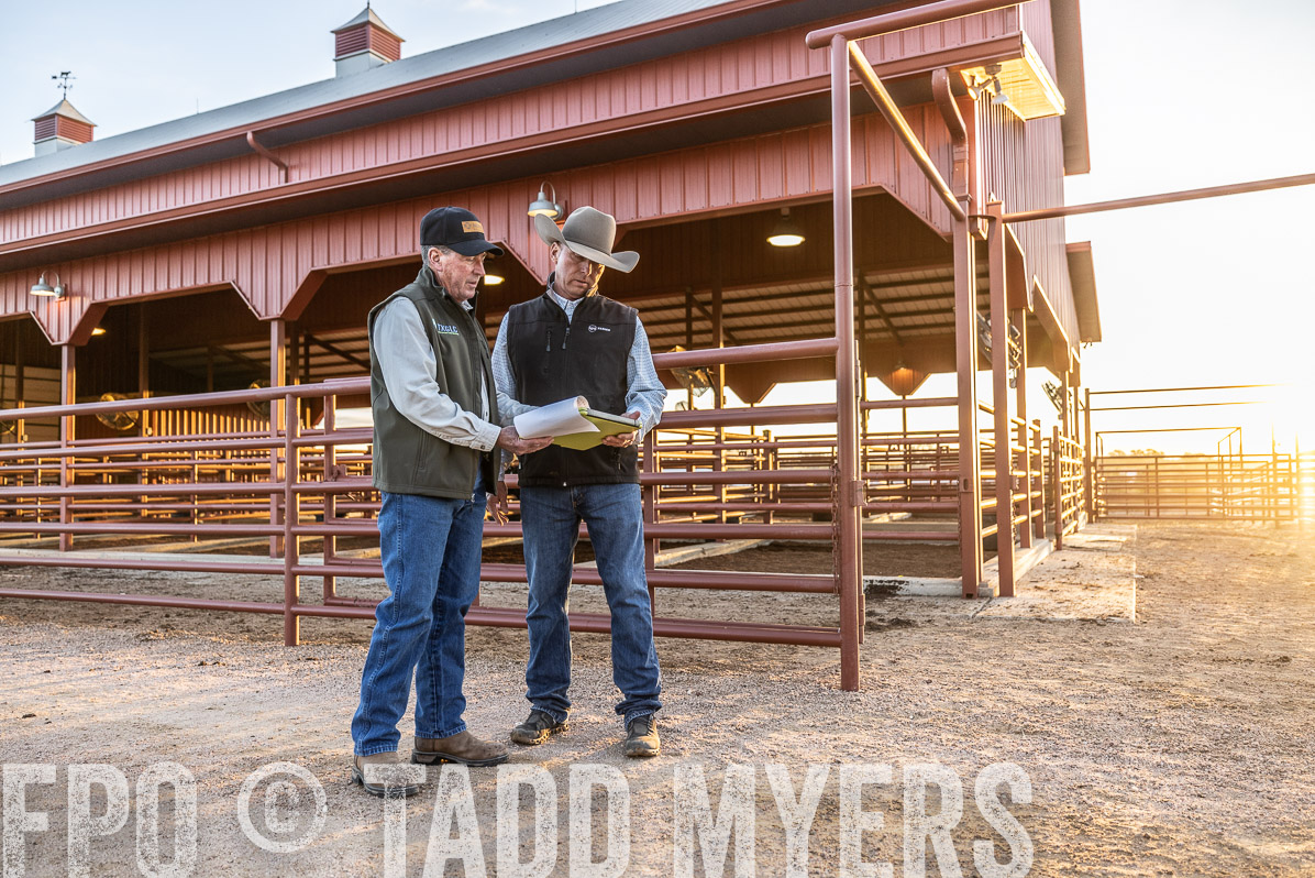 TMyers_FallBullSale_Cameron_Oct2022--522578