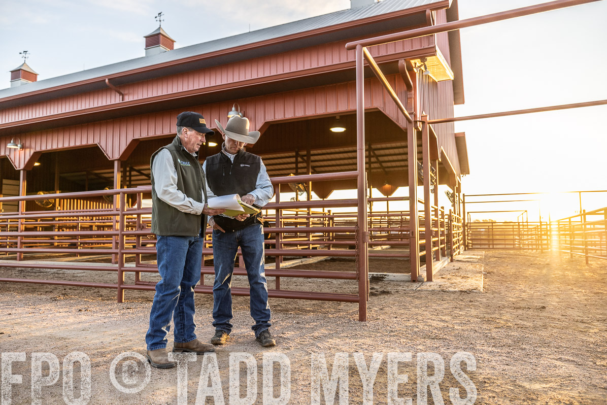 TMyers_FallBullSale_Cameron_Oct2022--522597