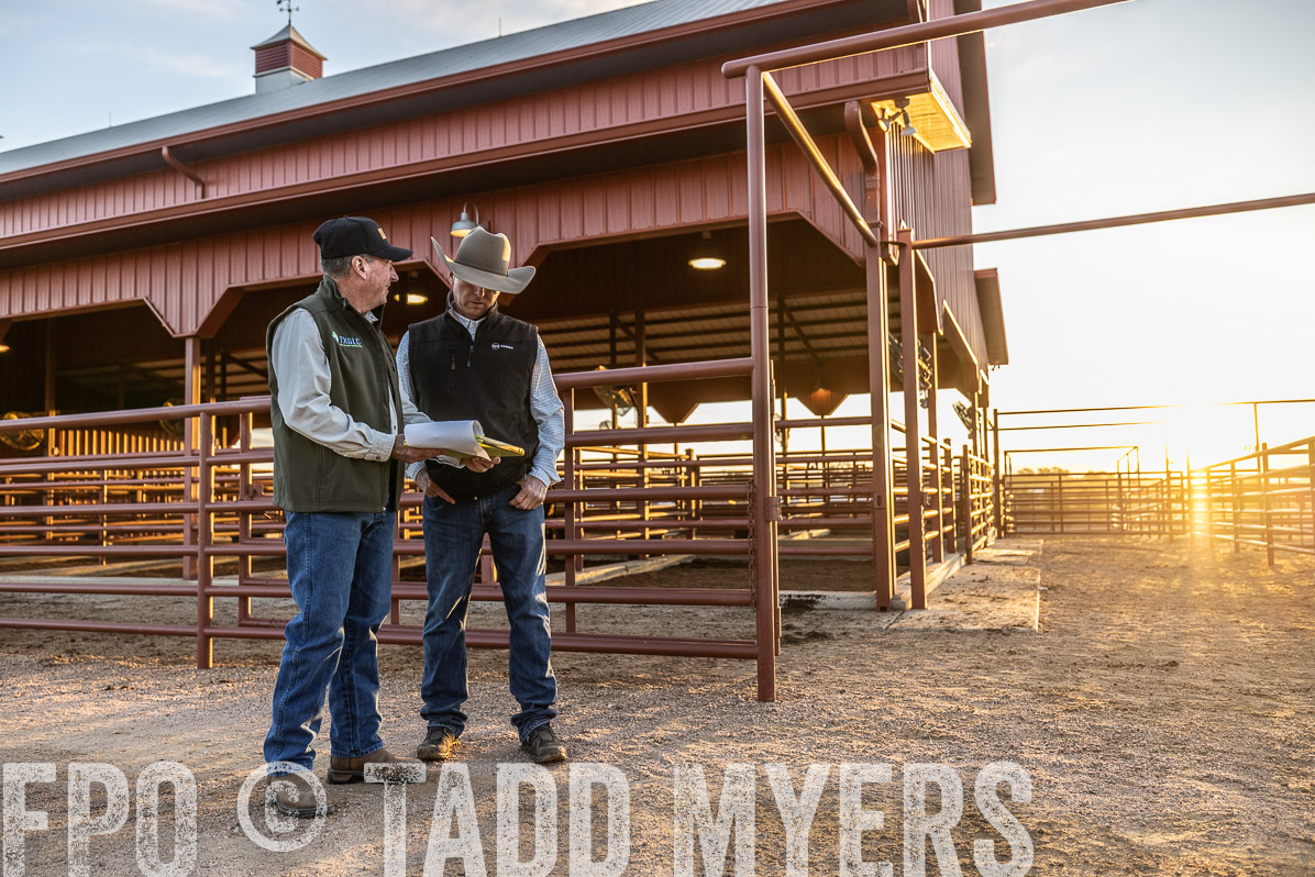 TMyers_FallBullSale_Cameron_Oct2022--522599