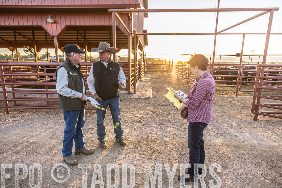 TMyers_FallBullSale_Cameron_Oct2022--522621