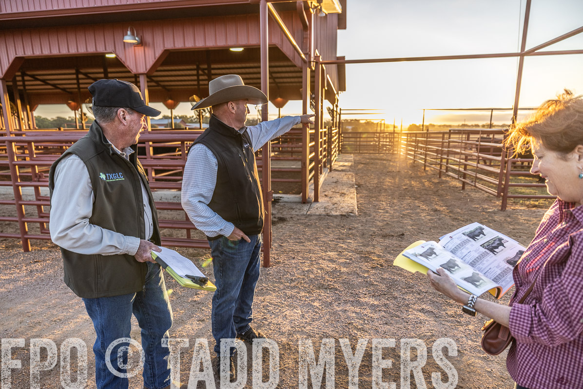 TMyers_FallBullSale_Cameron_Oct2022--522623
