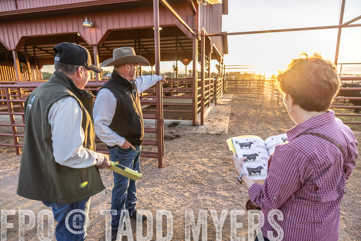 TMyers_FallBullSale_Cameron_Oct2022--522624