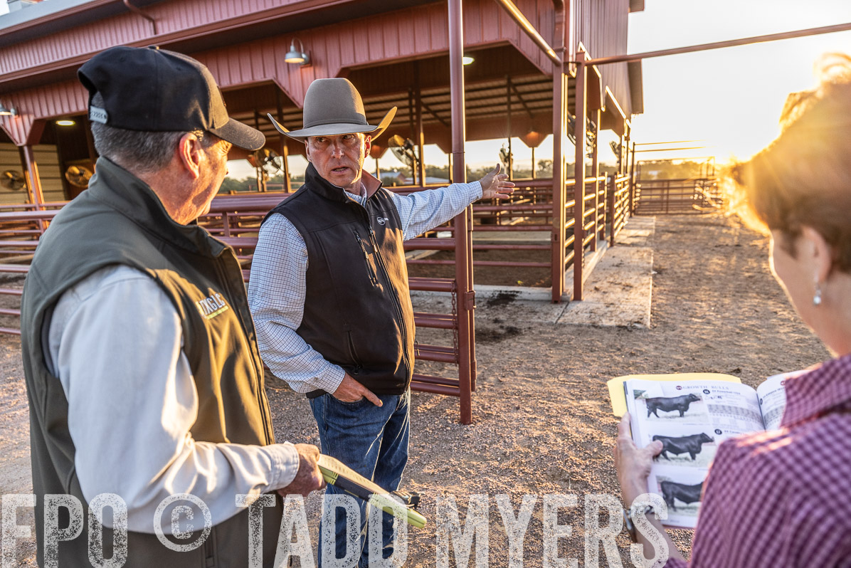 TMyers_FallBullSale_Cameron_Oct2022--522629