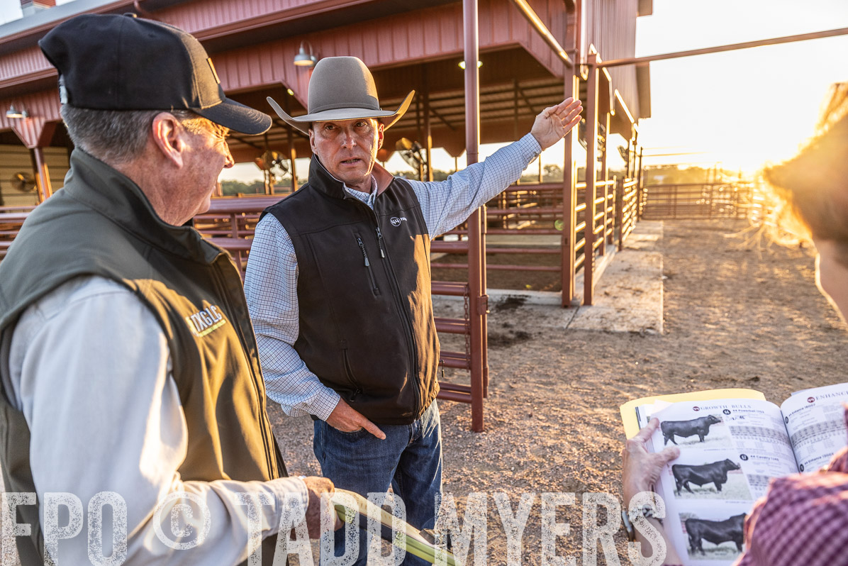 TMyers_FallBullSale_Cameron_Oct2022--522632