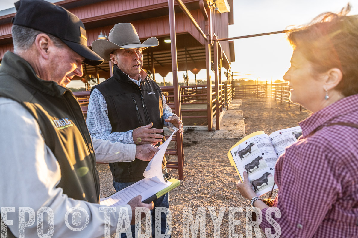 TMyers_FallBullSale_Cameron_Oct2022--522650