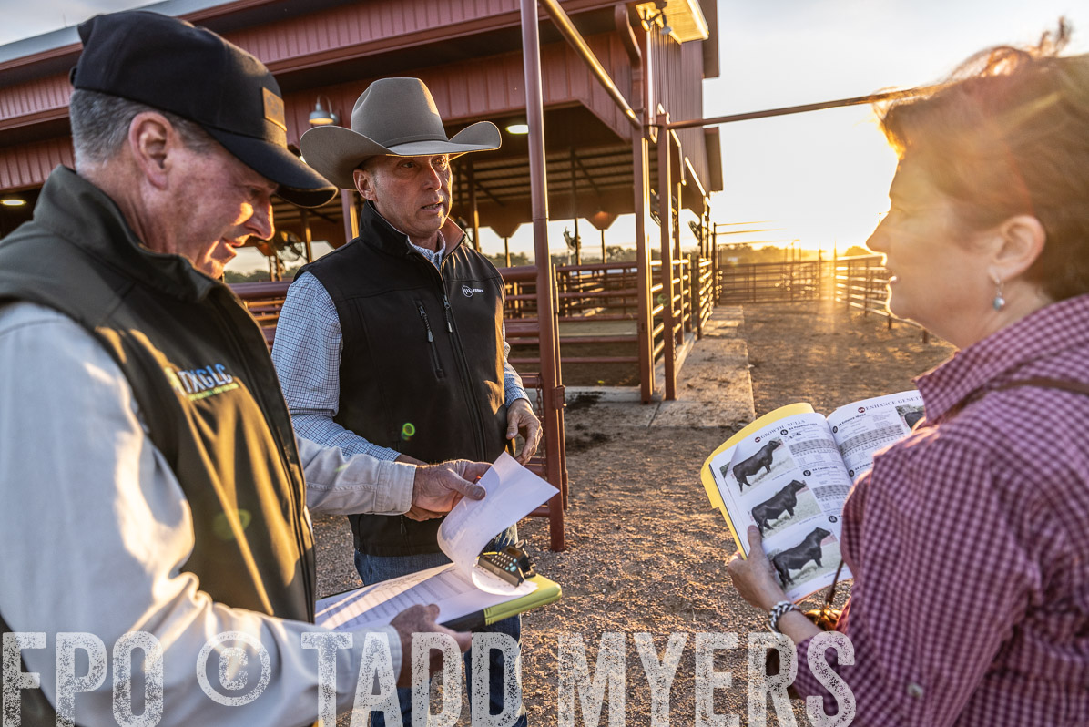 TMyers_FallBullSale_Cameron_Oct2022--522651