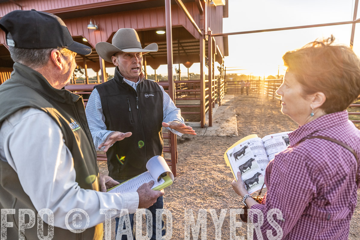 TMyers_FallBullSale_Cameron_Oct2022--522671
