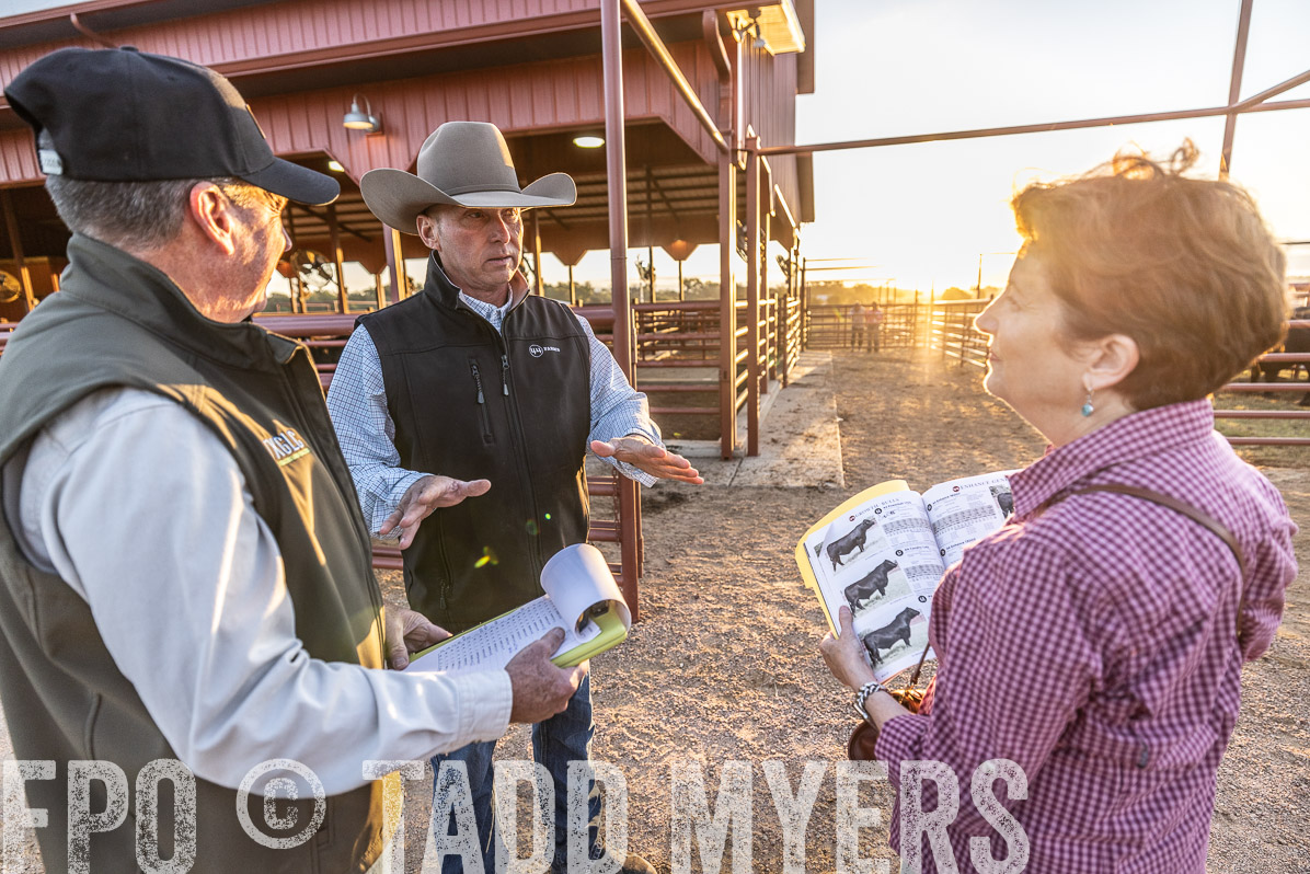 TMyers_FallBullSale_Cameron_Oct2022--522674