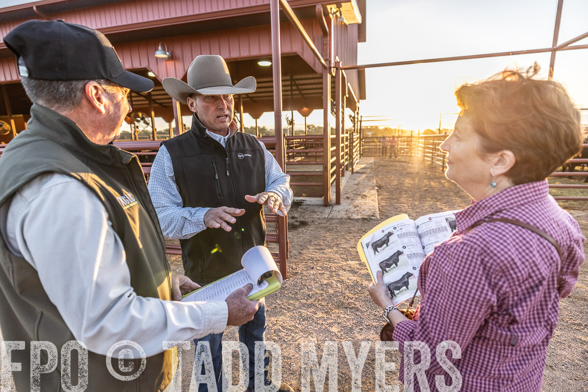 TMyers_FallBullSale_Cameron_Oct2022--522675