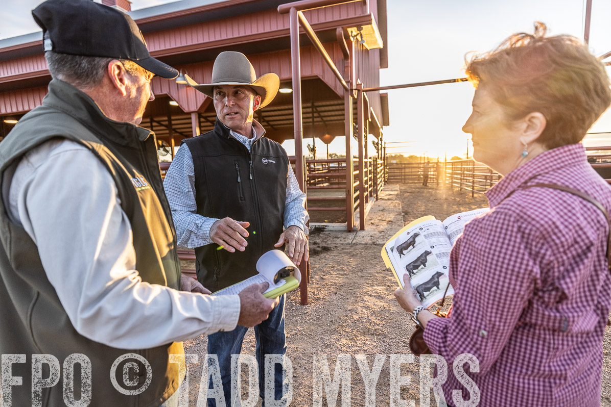 TMyers_FallBullSale_Cameron_Oct2022--522688