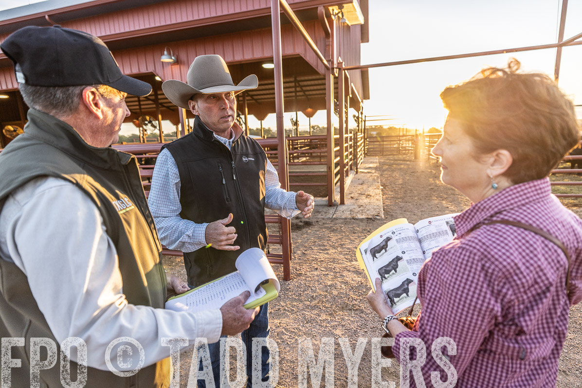 TMyers_FallBullSale_Cameron_Oct2022--522699