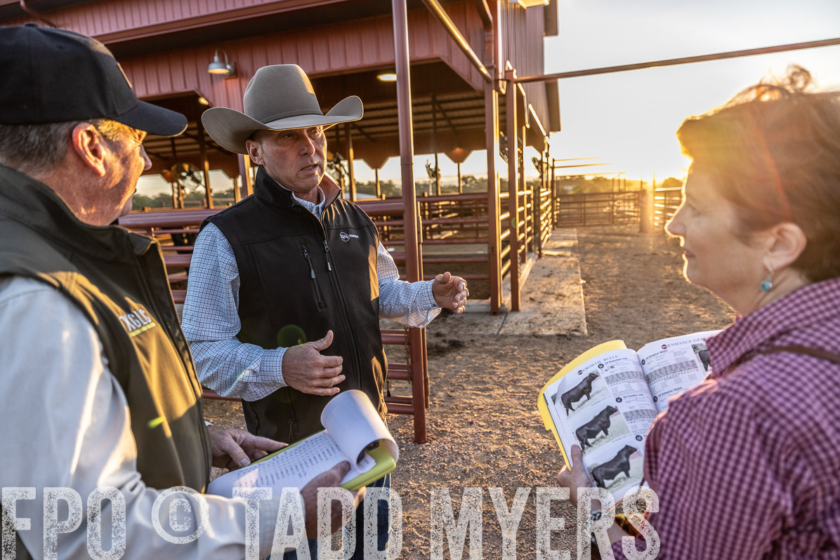 TMyers_FallBullSale_Cameron_Oct2022--522700