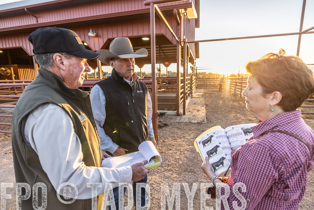 TMyers_FallBullSale_Cameron_Oct2022--522711
