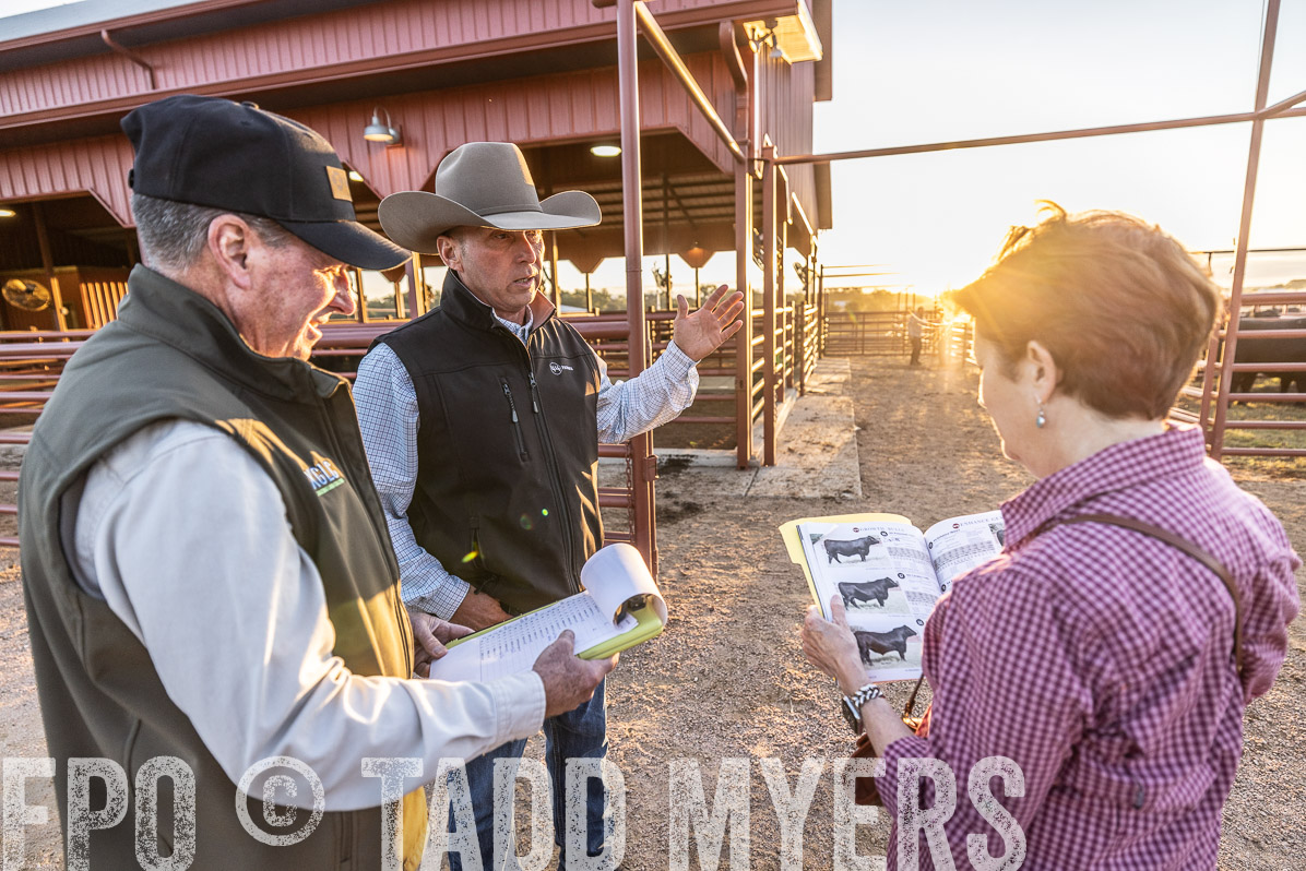 TMyers_FallBullSale_Cameron_Oct2022--522714