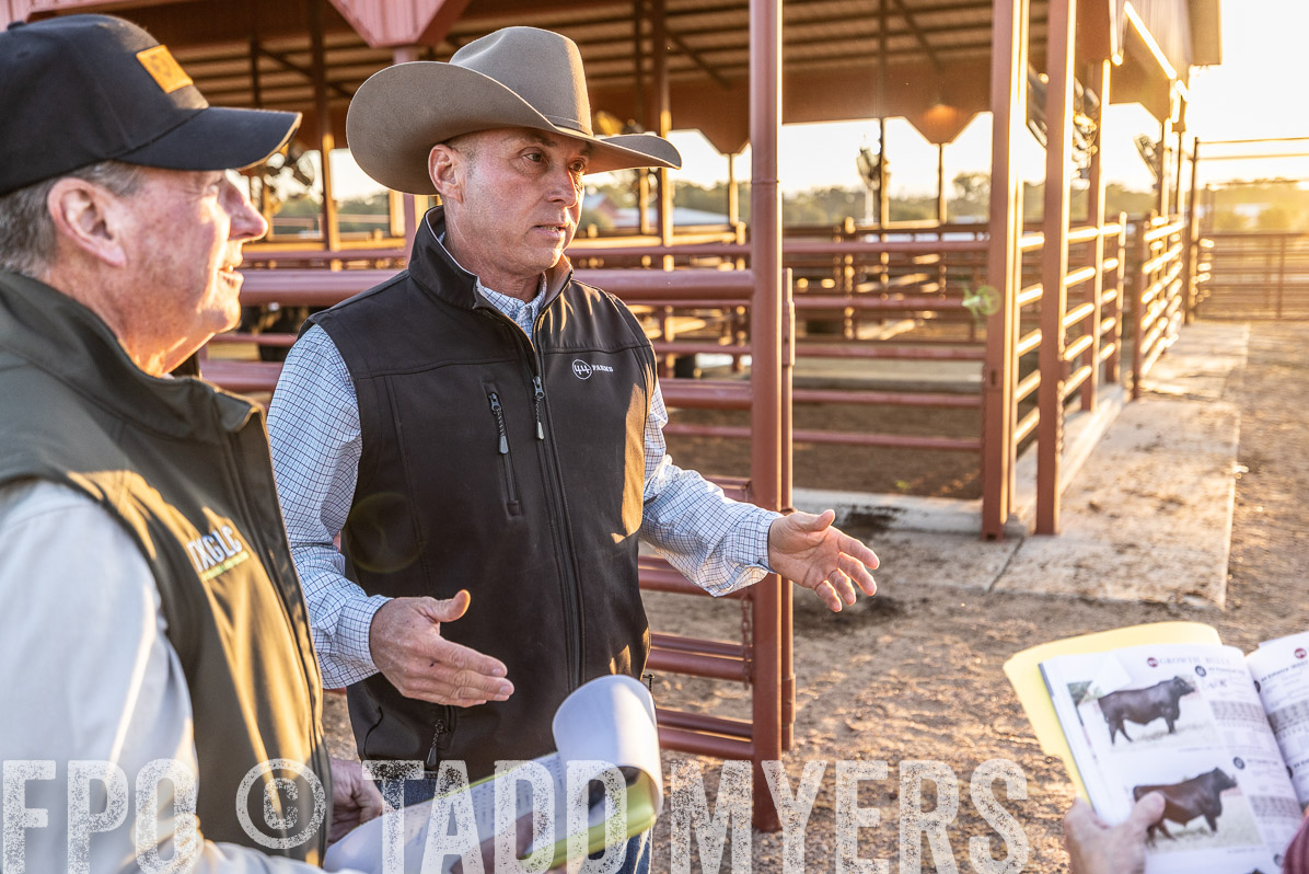 TMyers_FallBullSale_Cameron_Oct2022--522734