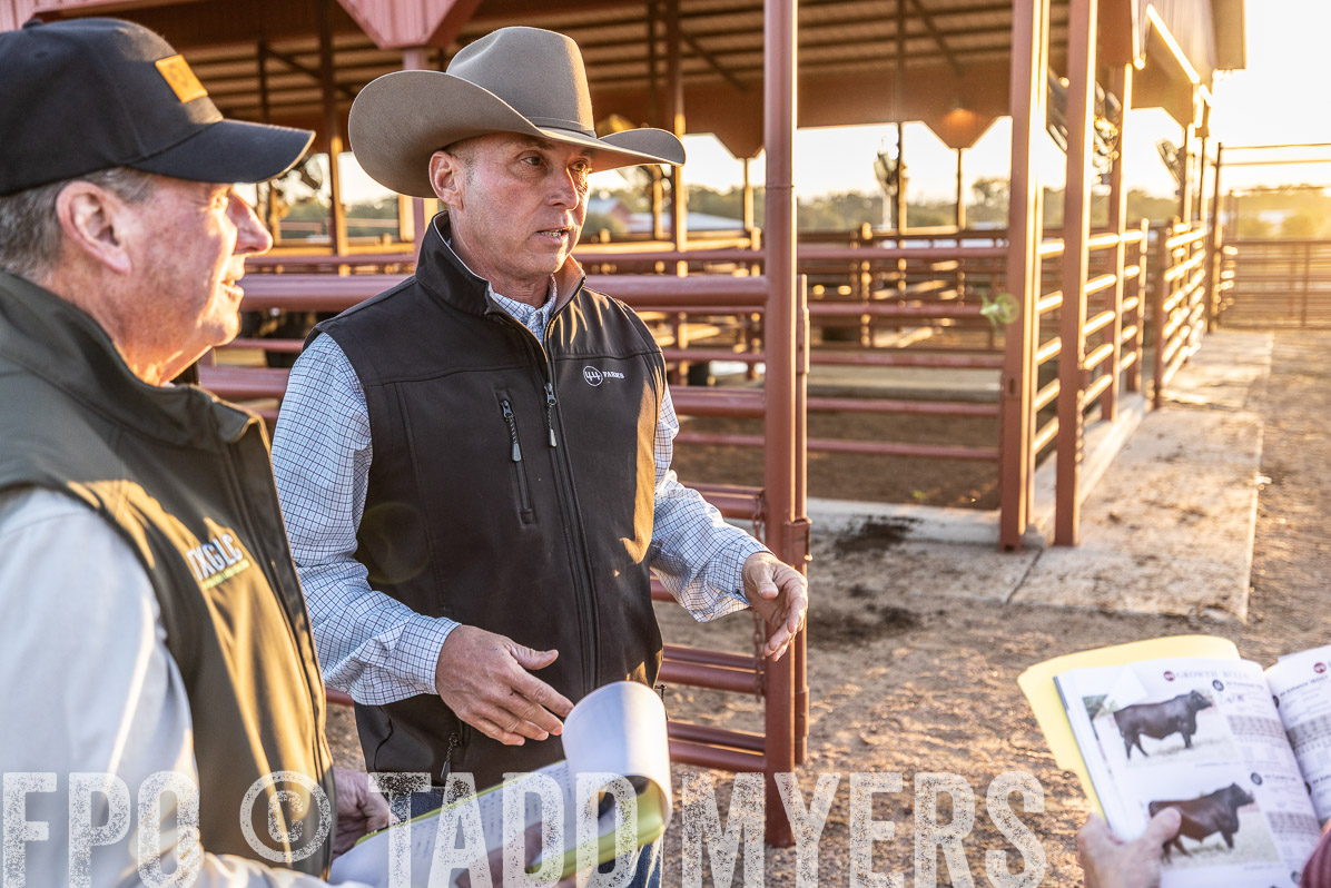 TMyers_FallBullSale_Cameron_Oct2022--522735
