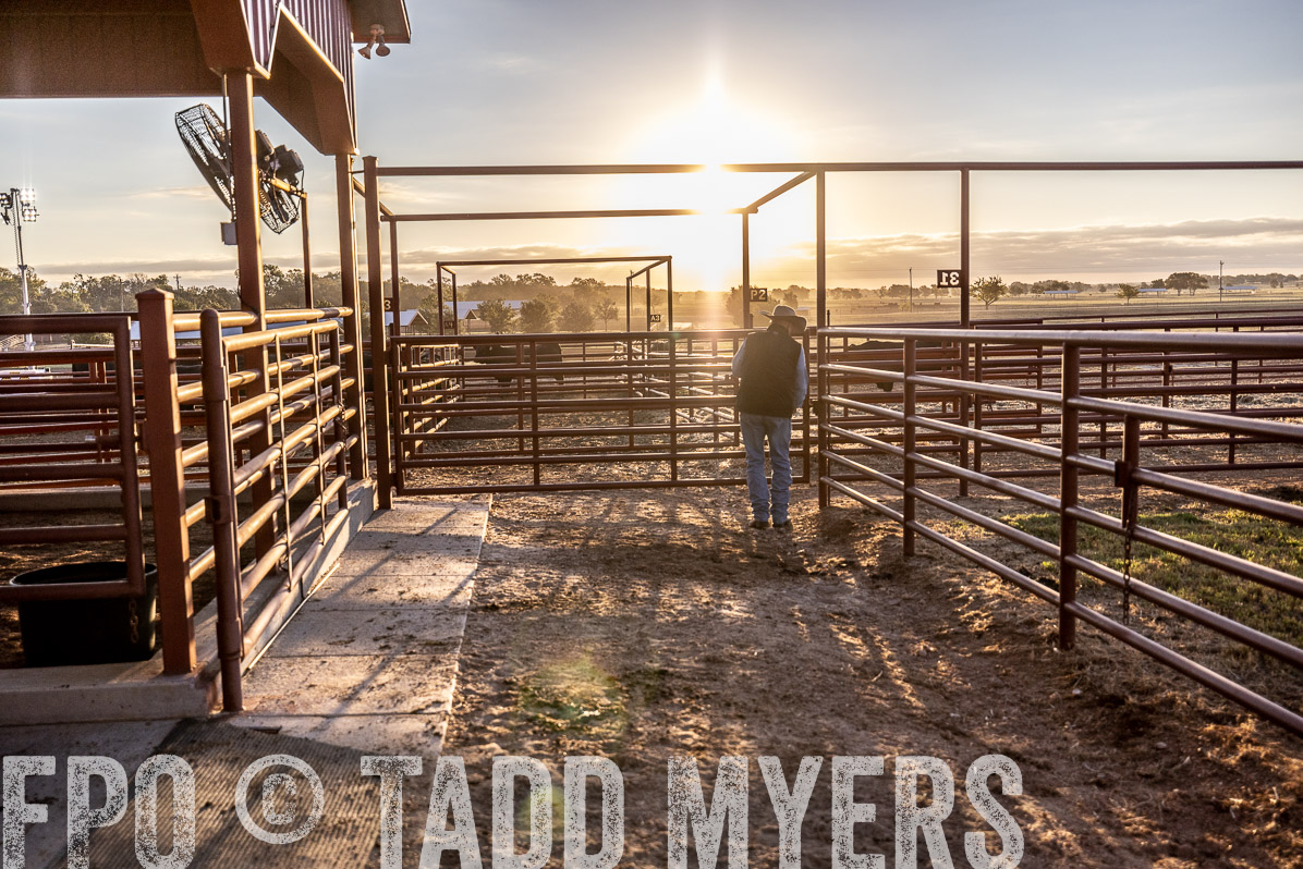 TMyers_FallBullSale_Cameron_Oct2022--522808